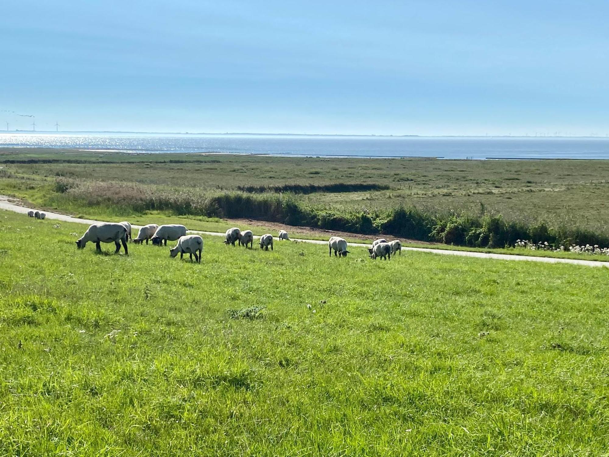 Haus Meerauszeit - Erholung An Der Nordsee Schweiburg Екстериор снимка